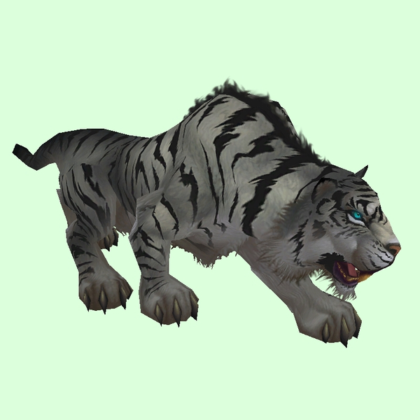 Grey Tiger