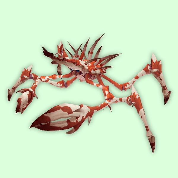 Mottled Red & White Spider Crab