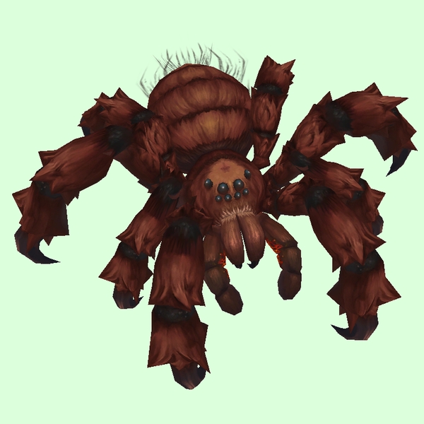 Brown Tarantula