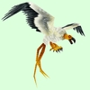 Classic White Vulture