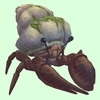 Brown Hermit Crab w/ Algal Shell