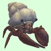 Brown Hermit Crab