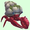 Ruby & Sapphire Hermit Crab w/ Algal Shell