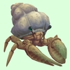 Ivory Hermit Crab