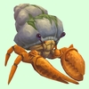 Orange Hermit Crab w/ Algal Shell