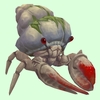 Red & White Hermit Crab w/ Algal Shell