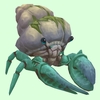Teal Hermit Crab w/ Algal Shell