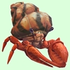 Vermilion Hermit Crab w/ Orange & Black Shell