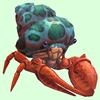 Vermilion Hermit Crab w/ Green-Spotted Teal Shell