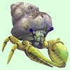 Yellow Hermit Crab w/ Barnacled Shell