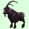 Spotted Black Goat