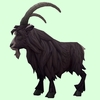 Black Goat