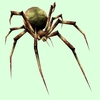 Olive Spider